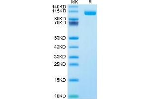 Biotinylated Human Siglec-10 on Tris-Bis PAGE under reduced condition.