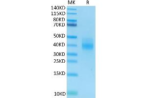 Human NKG2A&CD94 on Tris-Bis PAGE under reduced condition.
