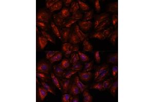 Immunofluorescence analysis of U-2 OS cells using ITSN2 antibody (ABIN7268015) at dilution of 1:100.