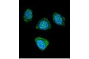 Confocal immunofluorescent analysis of PDE3B Antibody (Center) Cat. (PDE3B anticorps  (Middle Region))
