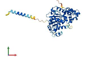 AlphaFold protein structure predicition of Human Recombinant CHST4 Protein, UniprotID Q8NCG5