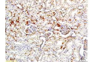 Formalin-fixed and paraffin embedded rat kidney labeled with Rabbit Anti APOA2 Polyclonal Antibody, Unconjugated (ABIN708686) at 1:200 followed by conjugation to the secondary antibody and DAB staining (APOA2 anticorps  (AA 24-100))