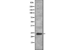 Western blot analysis of HES6 using LOVO whole cell lysates (HES6 anticorps  (N-Term))