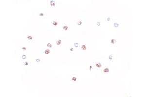 Immunohistochemistry (IHC) image for anti-NLR Family, CARD Domain Containing 5 (NLRC5) (N-Term) antibody (ABIN1031483) (NLRC5 anticorps  (N-Term))