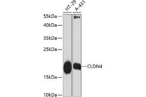Western blot analysis of extracts of various cell lines, using CLDN4 antibody (ABIN6133648, ABIN6138690, ABIN6138691 and ABIN6216719) at 1:3000 dilution. (Claudin 4 anticorps  (C-Term))