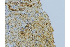 ABIN6272995 at 1/100 staining Mouse kidney tissue by IHC-P. (PPIB anticorps  (C-Term))