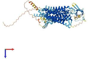 AlphaFold protein structure predicition of Mouse Recombinant Slco2b1 Protein, UniprotID Q8BXB6