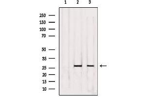 Western blot analysis of extracts from various samples, using OR5D3 Antibody. (OR5D3P anticorps)