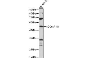 ADCYAP1R1 antibody