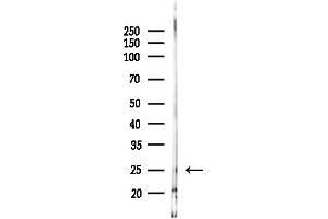 anti-Mix Paired-Like Homeobox (MIXL1) (Internal Region) antibody