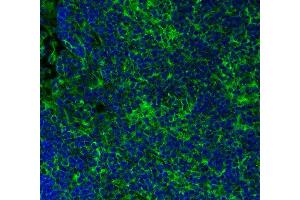 Indirect immunostaining of PFA-fixed paraffin embedded mouse spleen section (dilution 1 : 500; green).