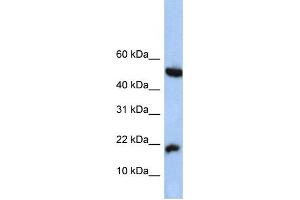 Western Blotting (WB) image for anti-Hypothetical Protein LOC285033 (LOC285033) antibody (ABIN2459764) (LOC285033 anticorps)