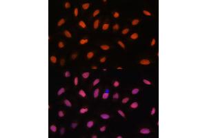 Immunofluorescence analysis of U-2 OS cells using Histone H2AFV antibody (ABIN7267555) at dilution of 1:100.