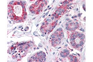 Anti-ENTPD2 antibody IHC of human breast. (ENTPD2 anticorps  (Internal Region))