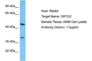 Host: Rabbit Target Name: OR7G2 Sample Type: A549 Whole Cell lysates Antibody Dilution: 1. (OR7G2 anticorps  (C-Term))