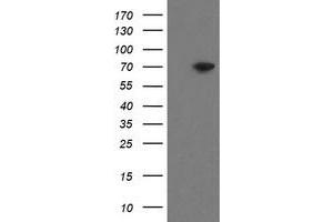 Image no. 1 for anti-Mitochondrial Intermediate Peptidase (MIPEP) (AA 174-516) antibody (ABIN1491017) (MIPEP anticorps  (AA 174-516))