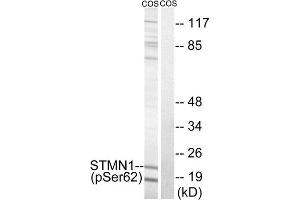 Western Blotting (WB) image for anti-Stathmin 1 (STMN1) (pSer62) antibody (ABIN1847572) (Stathmin 1 anticorps  (pSer62))
