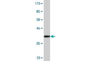 Western Blot detection against Immunogen (36.