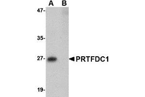 Western Blotting (WB) image for anti-phosphoribosyl Transferase Domain Containing 1 (PRTFDC1) (Middle Region) antibody (ABIN1031049) (PRTFDC1 anticorps  (Middle Region))