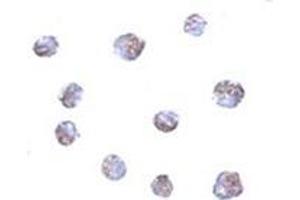 anti-Transmembrane Protein 214 (TMEM214) (N-Term) antibody