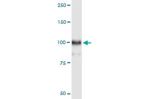 Immunoprecipitation of HOOK1 transfected lysate using anti-HOOK1 MaxPab rabbit polyclonal antibody and Protein A Magnetic Bead , and immunoblotted with HOOK1 purified MaxPab mouse polyclonal antibody (B01P) .