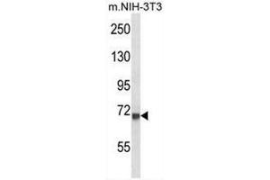 CD106 Antibody (Center) western blot analysis in mouse NIH-3T3 cell line lysates (35µg/lane). (VCAM1 anticorps  (Middle Region))