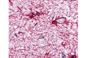 Immunohistochemistry staining of human brain cortex (paraffin sections) using anti-GFAP (GA-5). (GFAP anticorps)