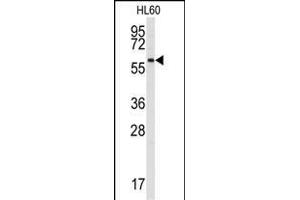 Western blot analysis of anti-SRMS Antibody (N-term) (ABIN392108 and ABIN2841860) in HL60 cell line lysates (35 μg/lane). (SRMS anticorps  (N-Term))