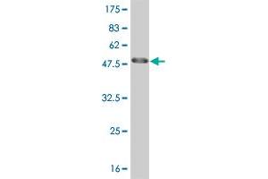 Western Blot detection against Immunogen (47. (HMGB2 anticorps  (AA 1-195))