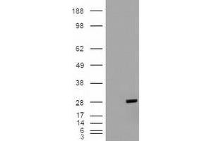 Western Blotting (WB) image for anti-BCL2-Like 1 (BCL2L1) (AA 1-212) antibody (ABIN1490610) (BCL2L1 anticorps  (AA 1-212))