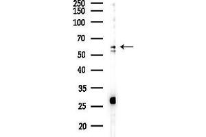Western blot analysis of lysates from PC12 cells(LPS 4h treatment), using Tyrosinase Antibody at 1/1000 dilution.