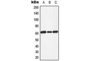 Western blot analysis of PKR (pT451) expression in HeLa PMA-treated (A), Raw264. (EIF2AK2 anticorps  (C-Term, pSer451))