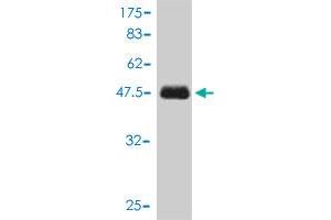 Western Blot detection against Immunogen (46.