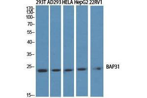 Western Blot (WB) analysis of specific cells using BAP31 Polyclonal Antibody. (BCAP31 anticorps  (Internal Region))