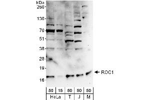 Western Blotting (WB) image for anti-ROC1 (AA 1-50) antibody (ABIN7454558) (ROC1 anticorps  (AA 1-50))