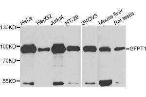 Western blot analysis of extracts of various cell lines, using GFPT1 antibody (ABIN5972065) at 1/1000 dilution. (GFPT1 anticorps)