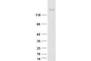 Protocadherin 7 (PCDH7) (Transcript Variant D) protein (Myc-DYKDDDDK Tag)