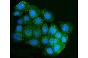 IF analysis of IRBIT/AHCYL1 using anti-IRBIT/AHCYL1 antibody (ABIN7600030). (AHCYL1 anticorps  (AA 14-57))