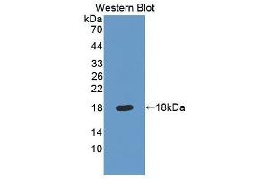 Western Blotting (WB) image for anti-Quiescin Q6 Sulfhydryl Oxidase 1 (QSOX1) (AA 37-181) antibody (ABIN1860393) (QSOX1 anticorps  (AA 37-181))