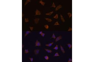 Immunofluorescence analysis of L929 cells using ENAH antibody (ABIN7266936) at dilution of 1:100.