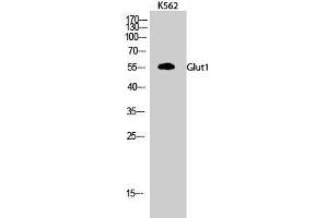 Western Blot analysis of K562 cells using GLUT-1 Polyclonal Antibody at dilution of 1:500. (GLUT1 anticorps)