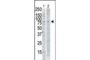 Antibody is used in Western blot to detect SNK in PMA-treated Pam212 cell lysate (lane 1) and rat testis tissue lysate (lane 2). (PLK2 anticorps  (C-Term))