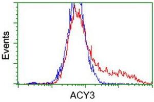 HEK293T cells transfected with either RC202287 overexpress plasmid (Red) or empty vector control plasmid (Blue) were immunostained by anti-ACY3 antibody (ABIN2454130), and then analyzed by flow cytometry. (Aminoacylase 3 anticorps)