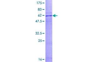 Image no. 1 for Chemokine (C-C Motif) Receptor 10 (CCR10) (AA 1-362) protein (GST tag) (ABIN1348493)