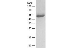 Western Blotting (WB) image for Protein Disulfide Isomerase Family A, Member 3 (PDIA3) (AA 25-505) protein (His tag) (ABIN7124645) (PDIA3 Protein (AA 25-505) (His tag))