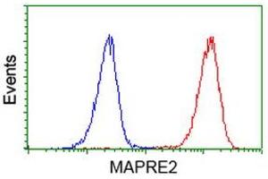 Image no. 5 for anti-Microtubule-Associated Protein, RP/EB Family, Member 2 (MAPRE2) antibody (ABIN1499321)