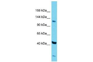 Host:  Rabbit  Target Name:  Zfp445  Sample Type:  Mouse Testis lysates  Antibody Dilution:  1. (ZNF445 anticorps  (Middle Region))