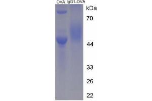 Image no. 2 for IgG1 peptide (Ovalbumin) (ABIN5666222) (IgG1 peptide (Ovalbumin))