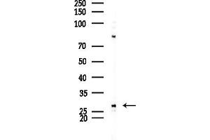 anti-RAB26, Member RAS Oncogene Family (RAB26) (C-Term) antibody