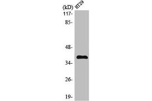 Western Blot analysis of HT29 cells using MEF-2B Polyclonal Antibody (MEF2B anticorps  (Internal Region))